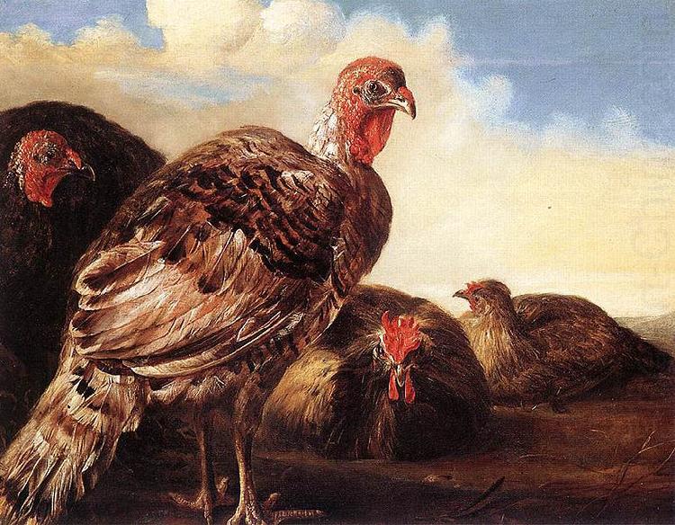 Domestic Fowl, CUYP, Aelbert